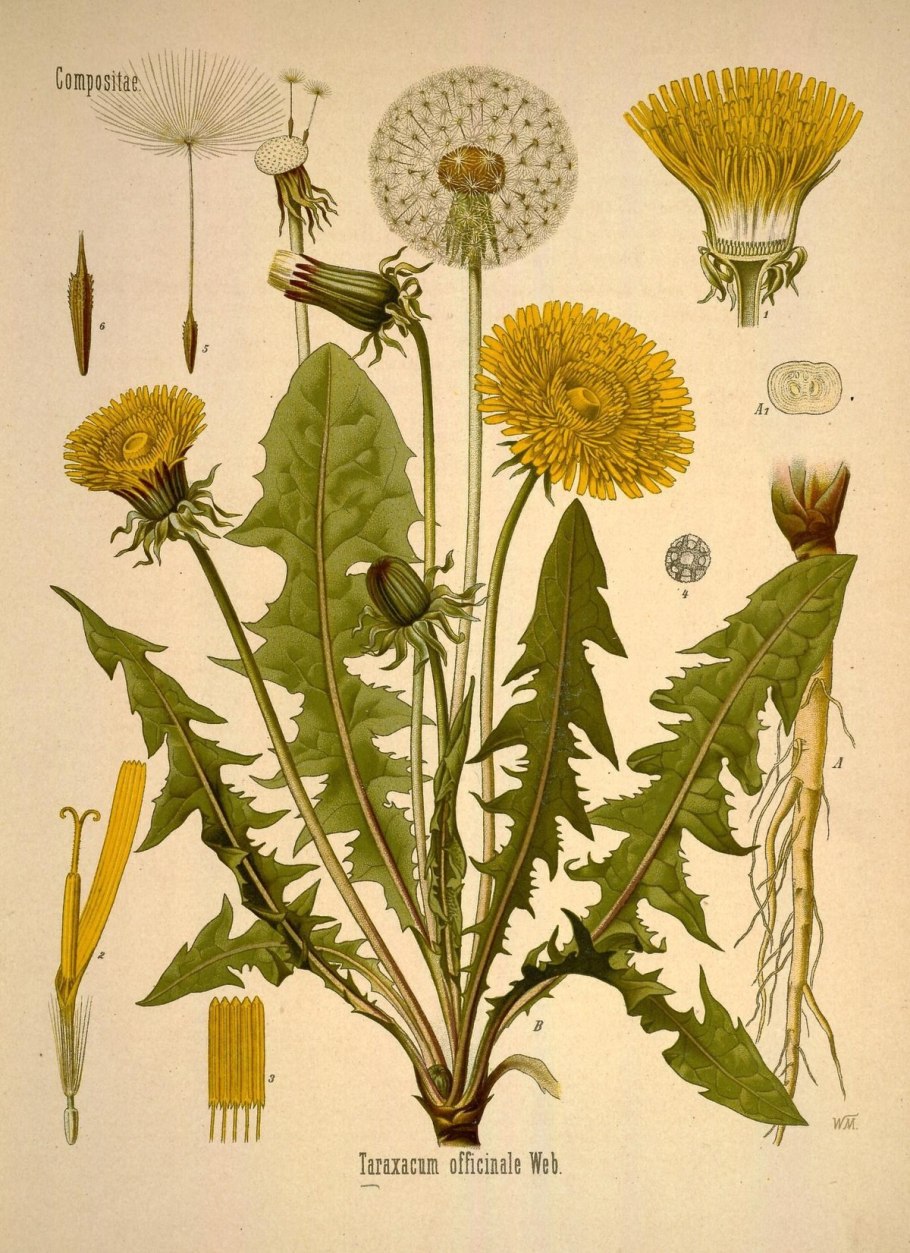 Одуванчик лекарственный taraxacum officinale