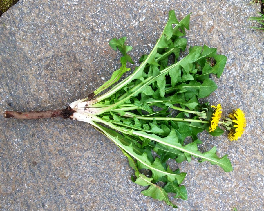 Одуванчик полевой корень