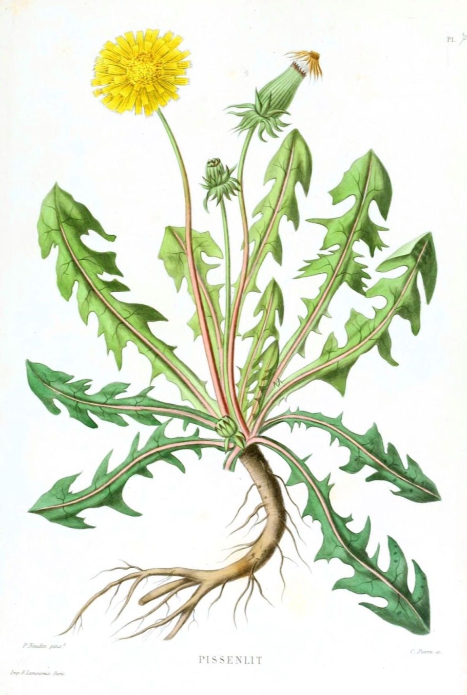 Одуванчик лекарственный сырье