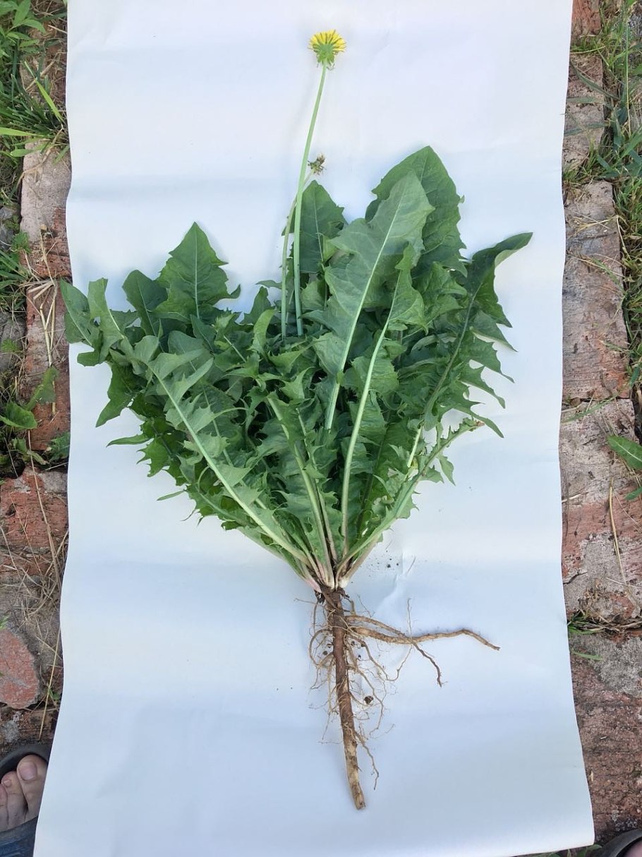 Dandelion root - корень одуванчика