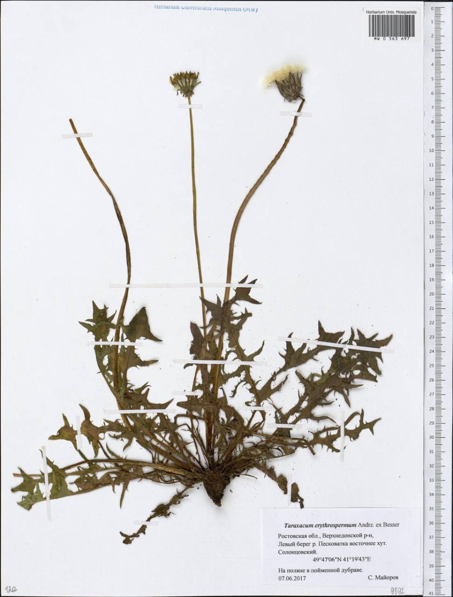 Одуванчик лекарственный гербарий