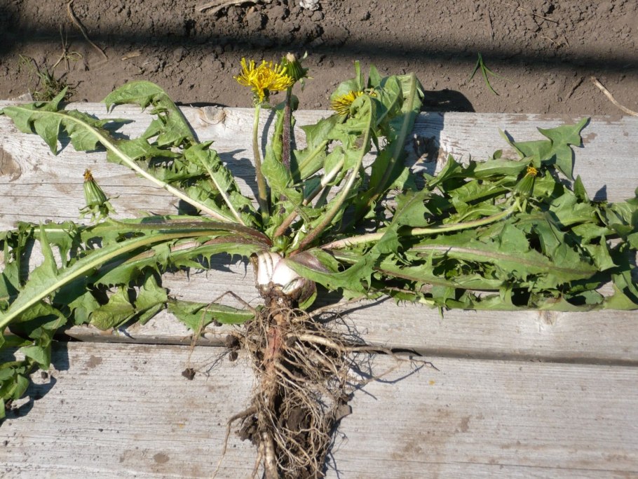 Корни одуванчика ЛРС