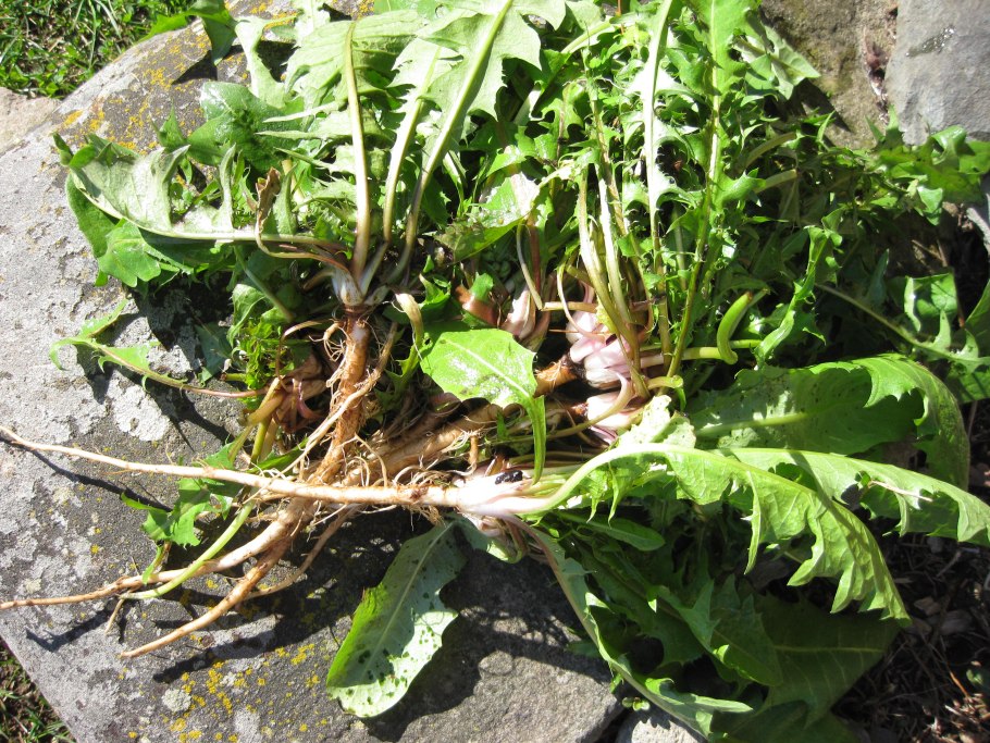 Корневище одуванчика