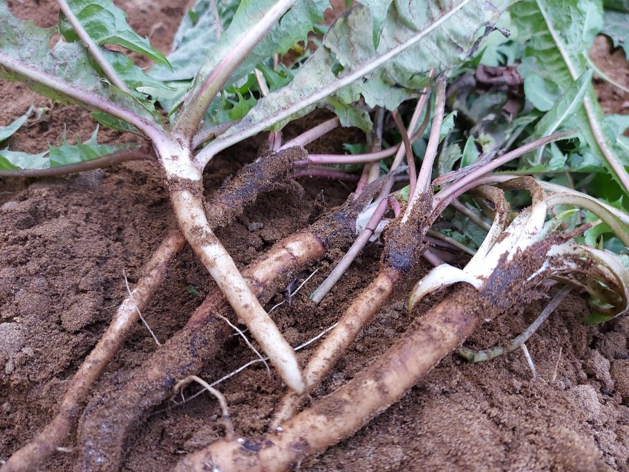 Dandelion root - корень одуванчика