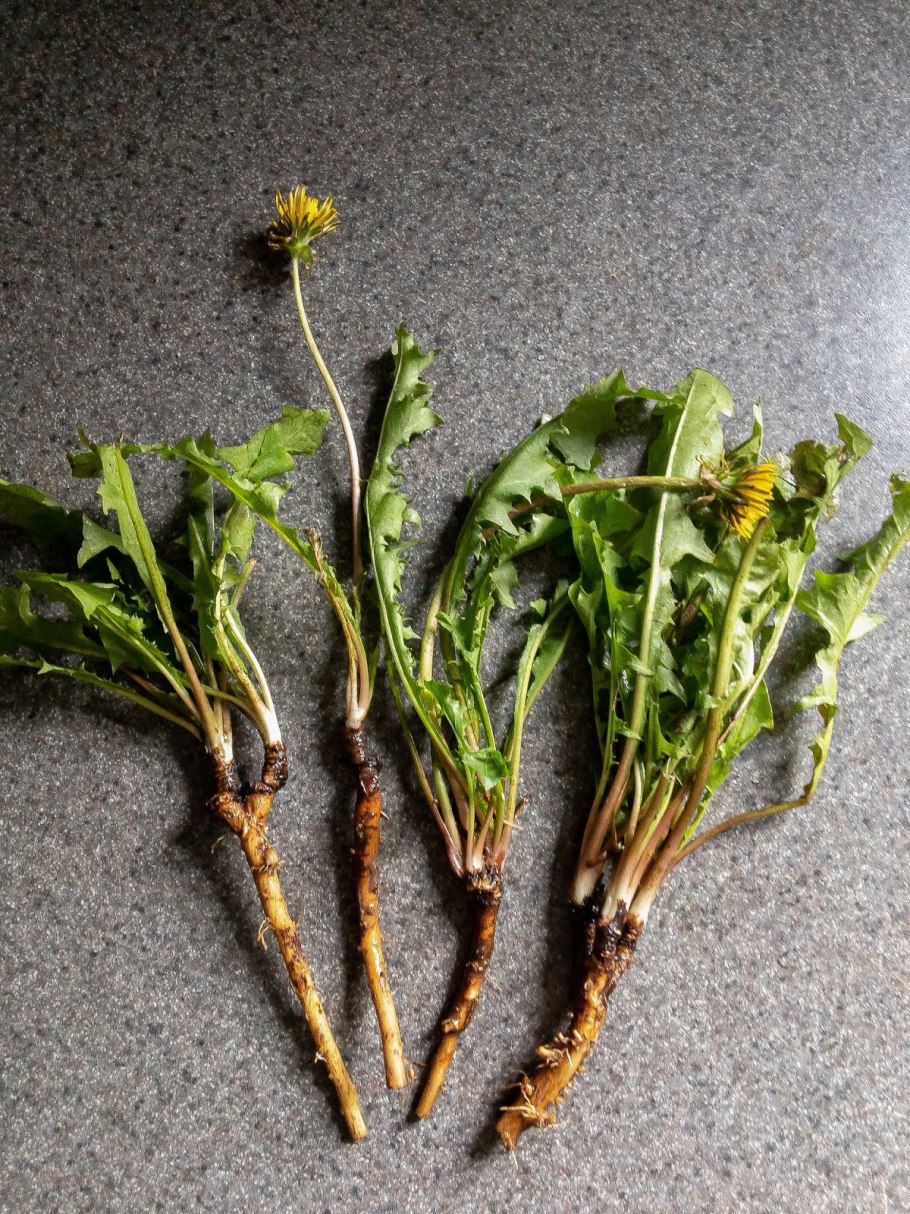 Корни одуванчика ЛРС