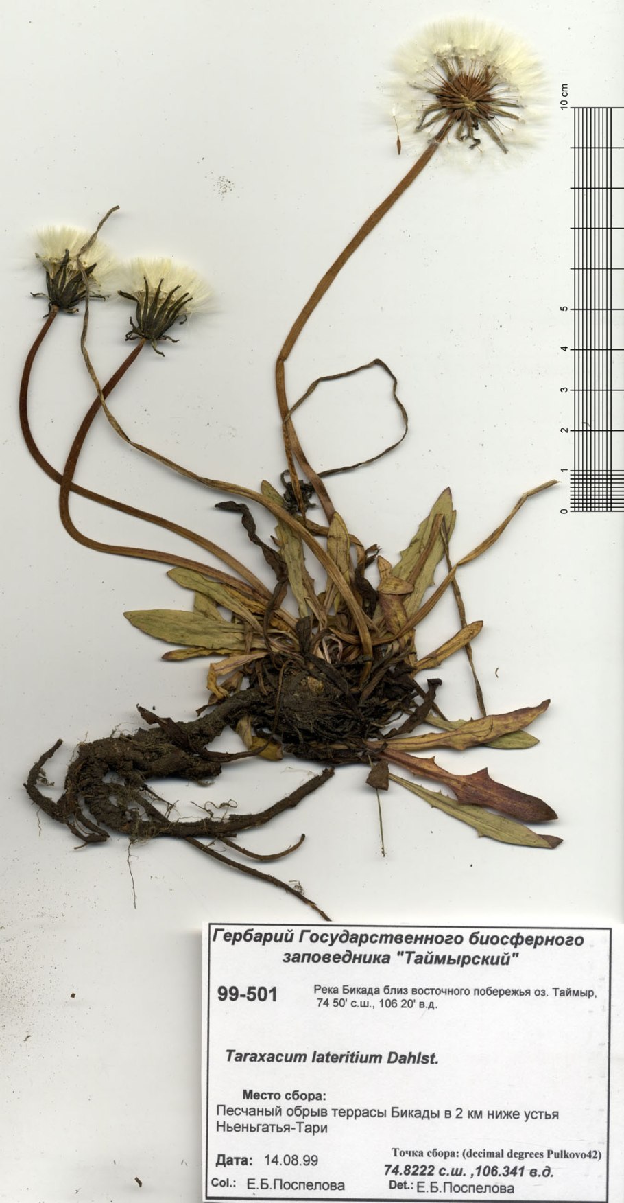 Корни одуванчика лекарственного - Radices Taraxaci officinalis