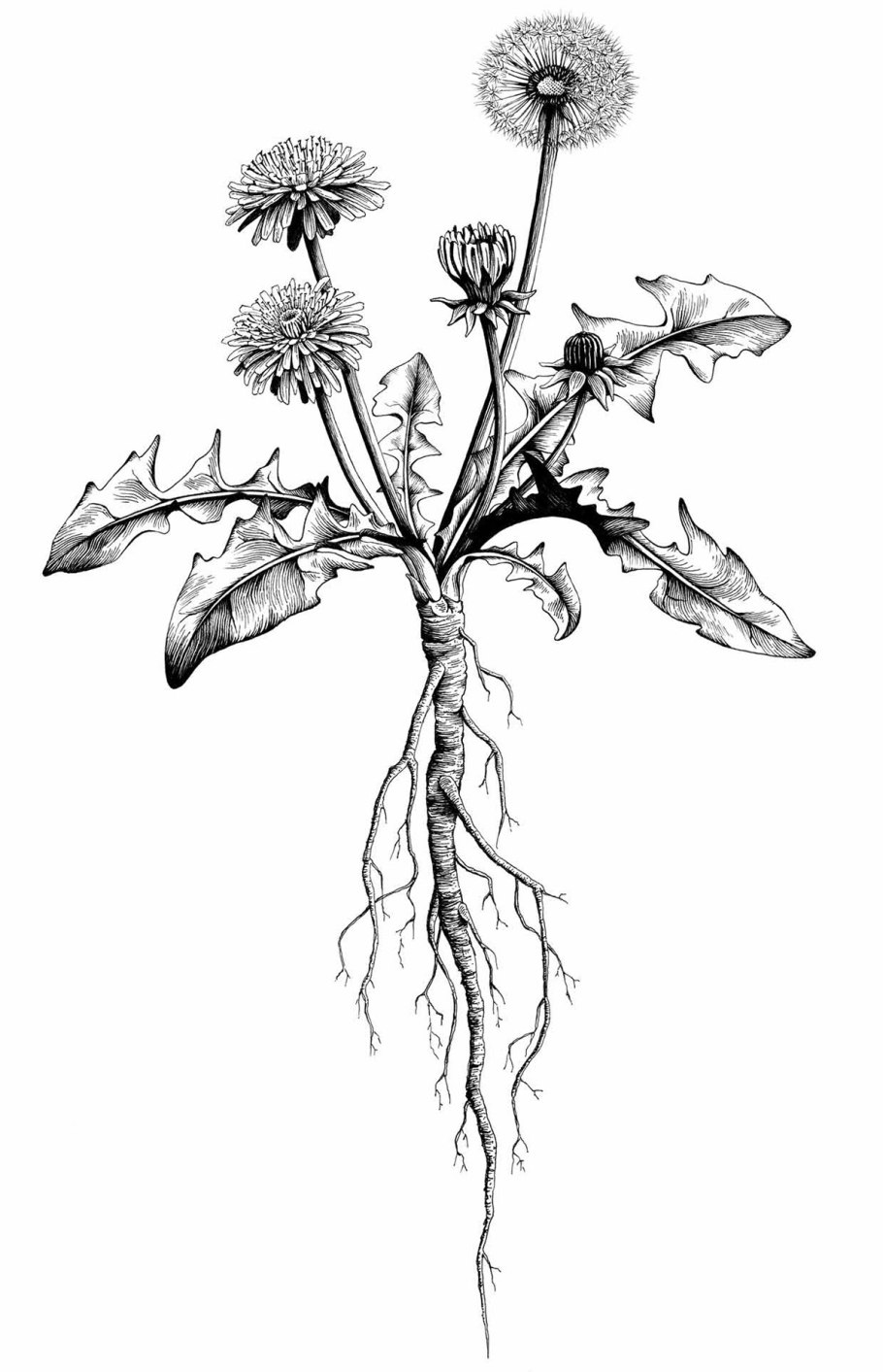 Taraxacum rubrifolium