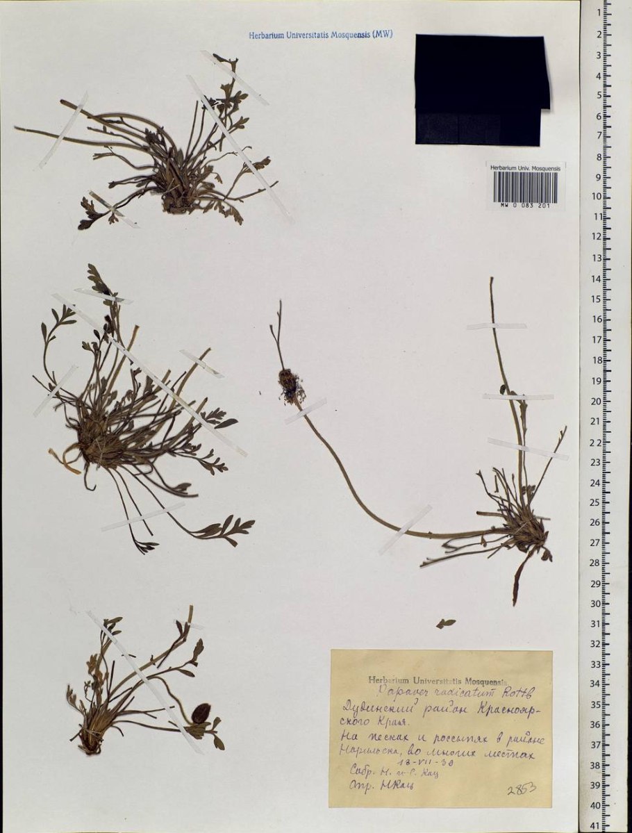 Корни одуванчика Фармакогнозия