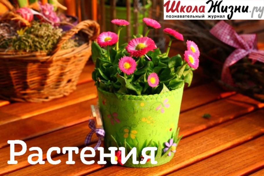 Летние яркие цветочки