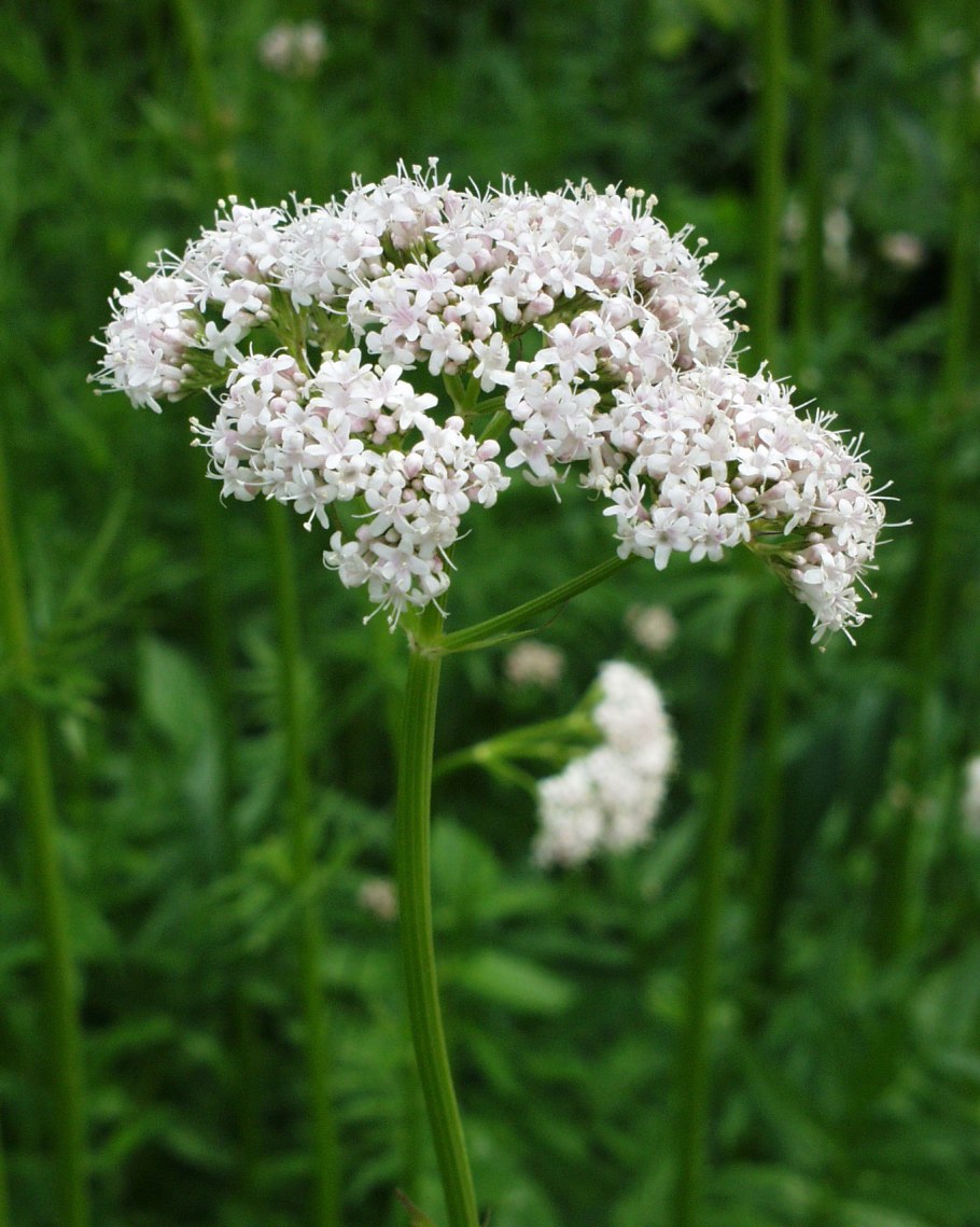 Valeriana officinalis растение
