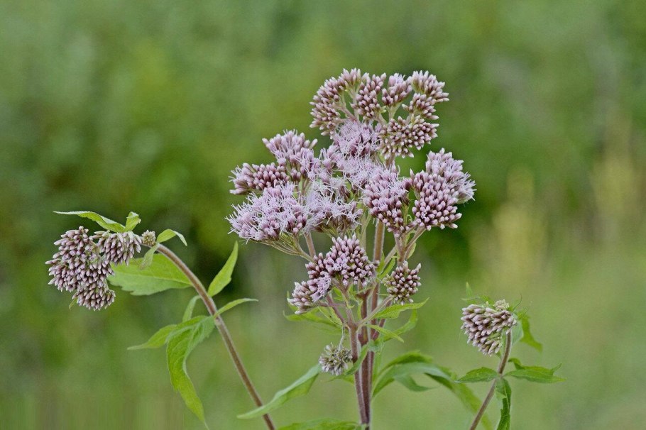 Валериана лекарственная / Valeriána officinális