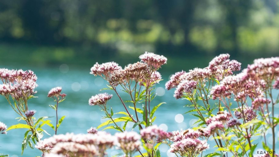 Валериана Луговая