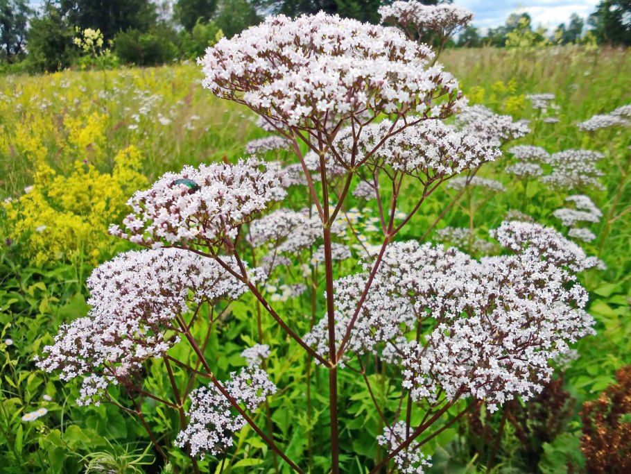 Valeriana officinalis семейство