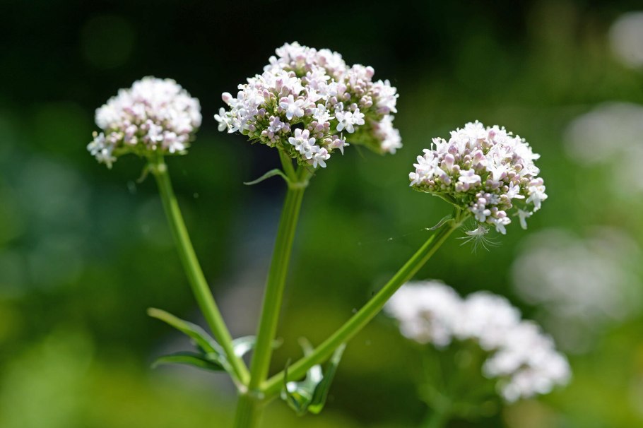 Валериана Аянская