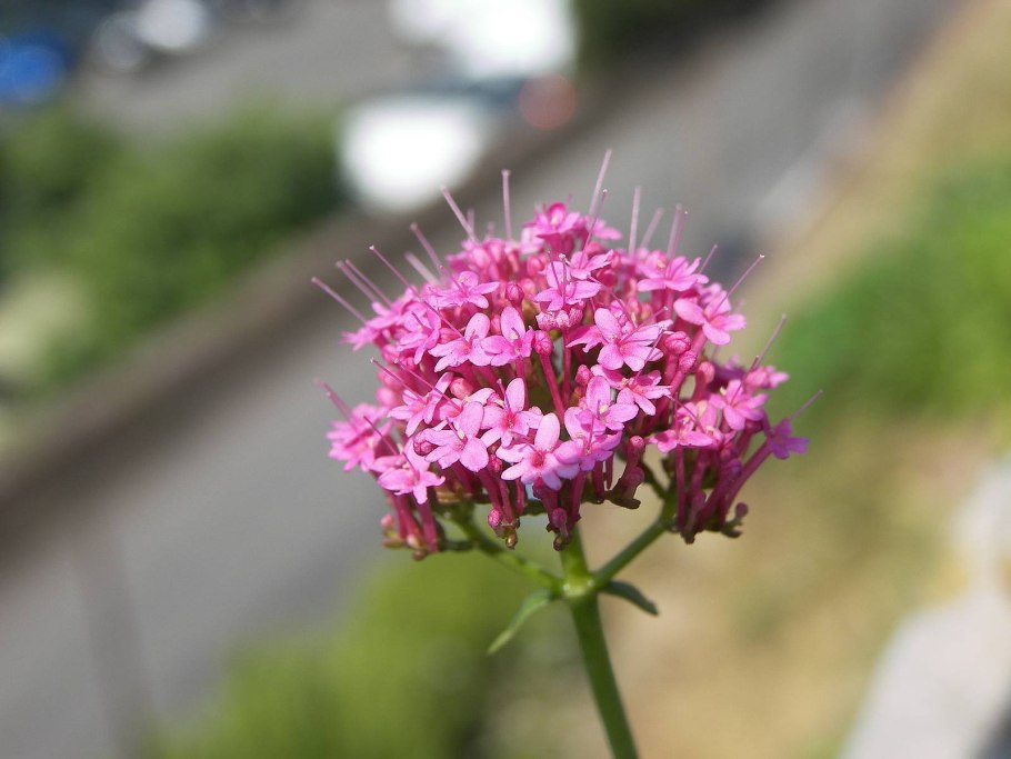 Гелиотроп красный цветок