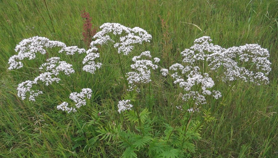 Валериана Аянская