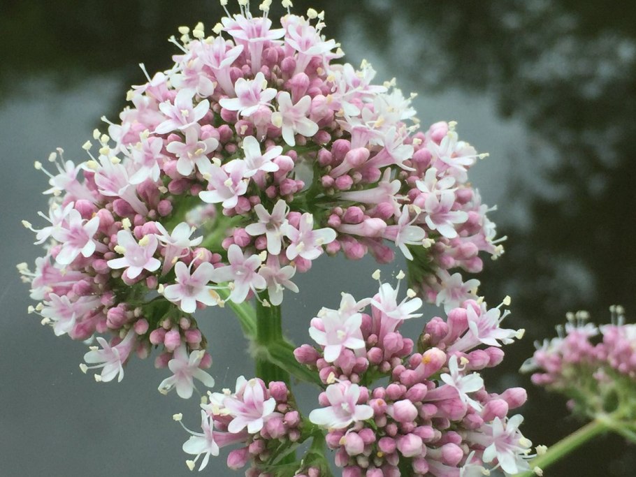 Валериана обыкновенная