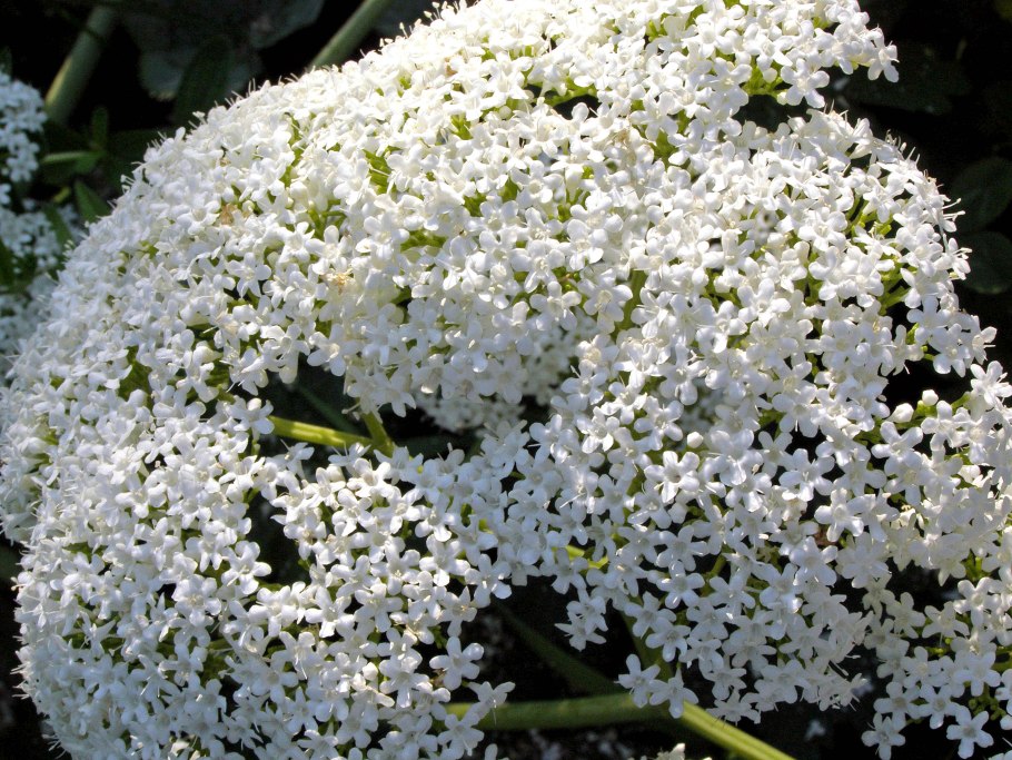 Растение валериана Аянская