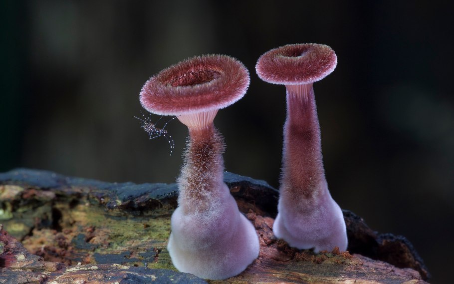 Panus fasciatus гриб