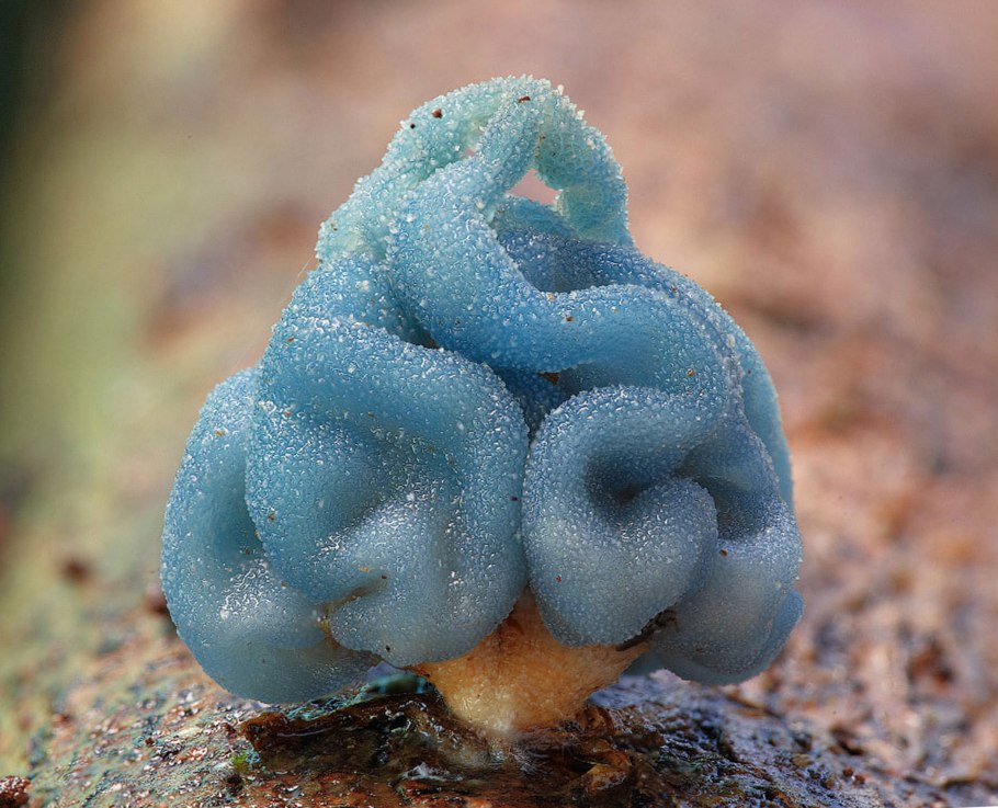 Лерациомицес (leratiomyces)
