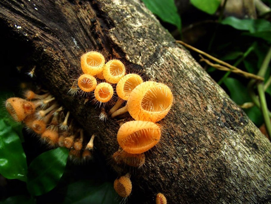 Кровоточащий гриб (Hydnellum peckii)