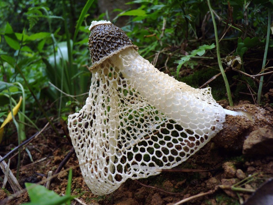Rhodotus palmatus