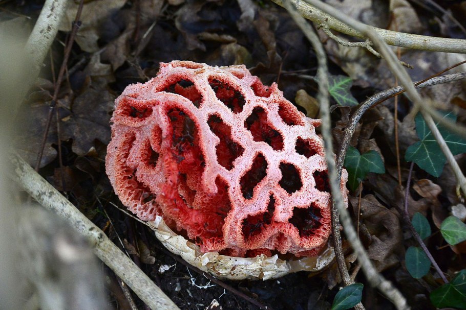 Aseroe rubra