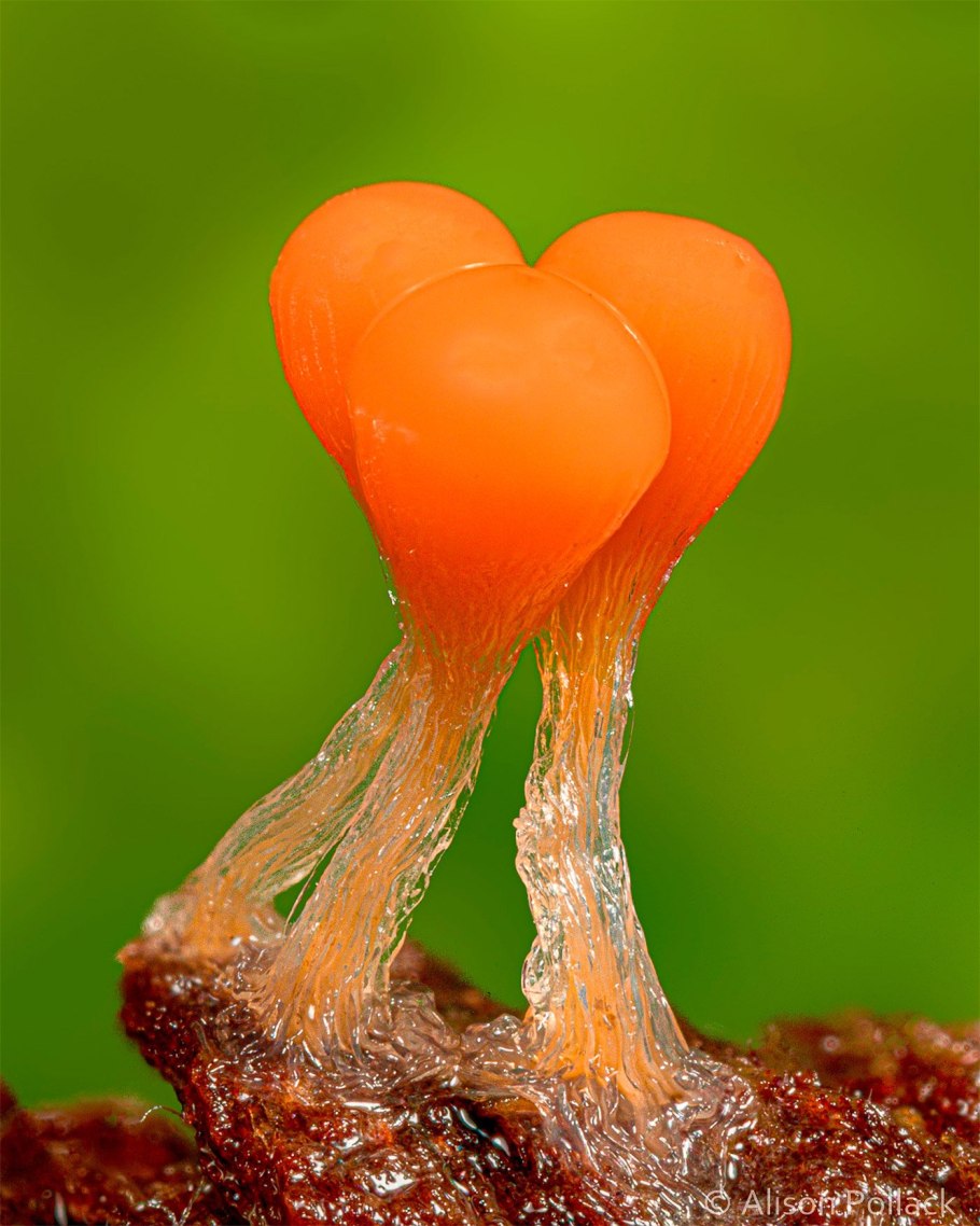 Лерациомицес (leratiomyces)