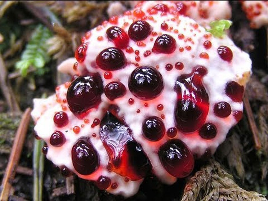 Птичье гнездо (Nidulariaceae)