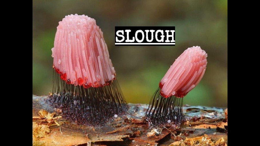 Гриб Marasmius haematocephalus