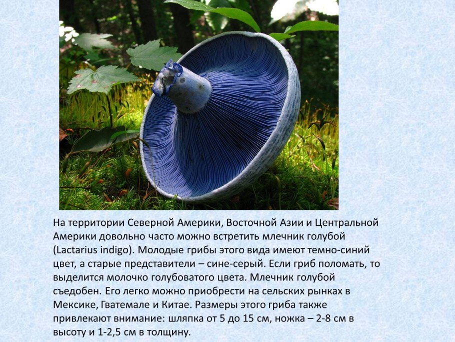 Необычные грибы информация
