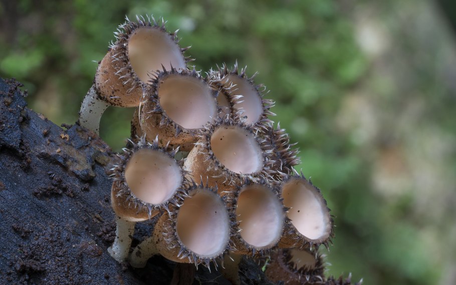 Ежовик кровоточащий / Hydnellum peckii