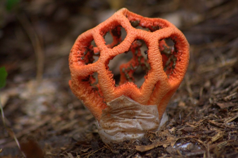 Гриб Chorioactis Geaster