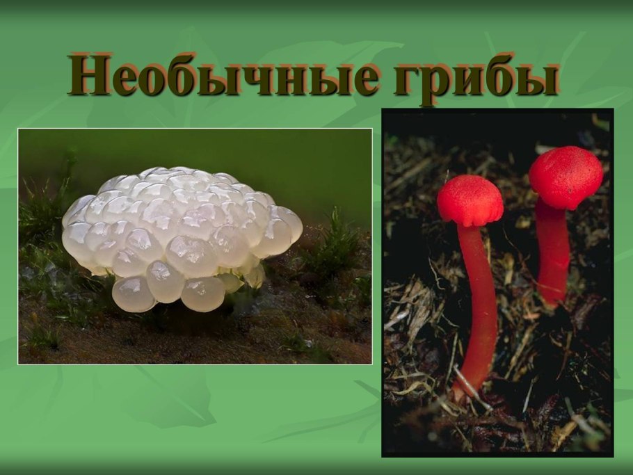 Голубой гриб Entoloma hochstetteri