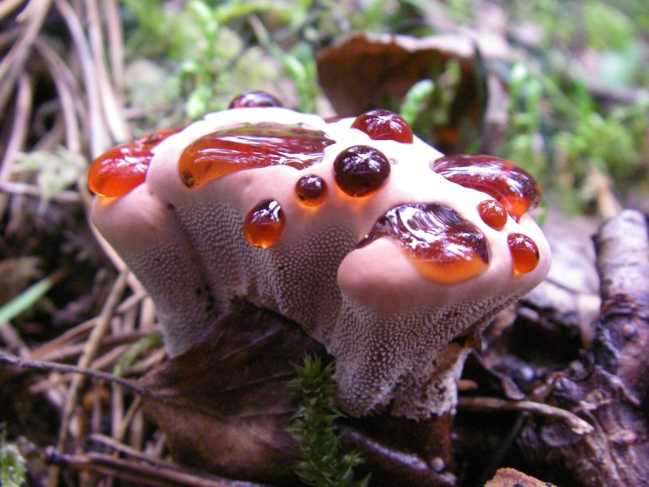 Panus fasciatus гриб