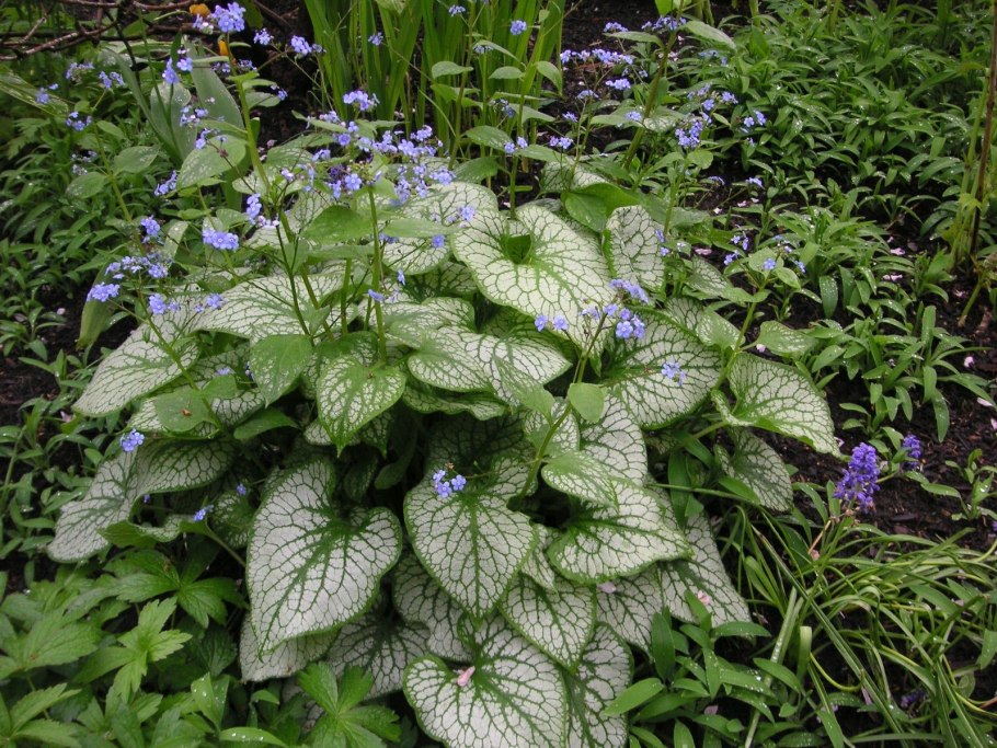 Хоста Бруннера крупнолистная