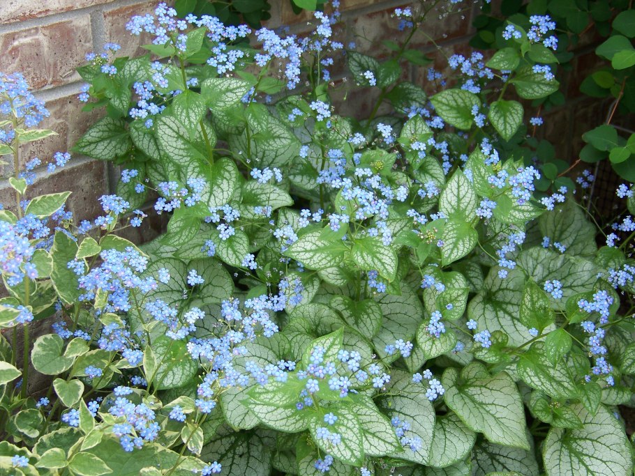 Brunnera ´Alchemy Pewter´