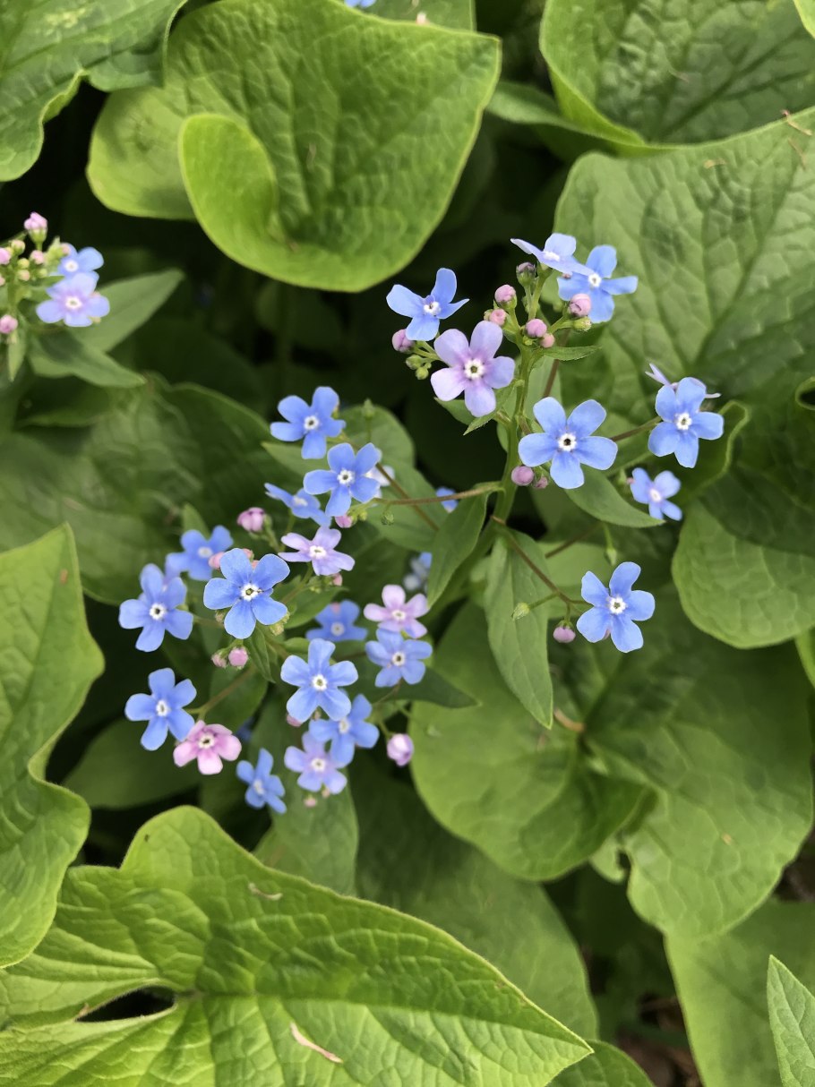 Бруннера сиа Харт