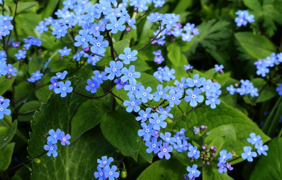 Бруннера Сибирская Brunnera sibirica