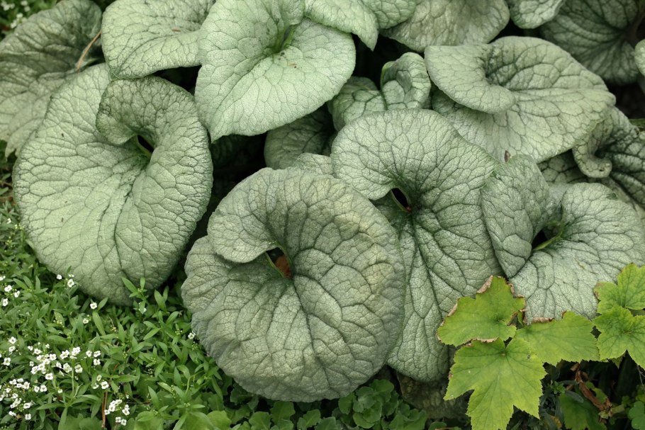 Бруннера сердцелистная