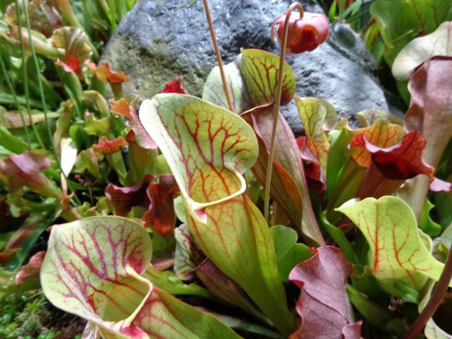 Саррацения d10