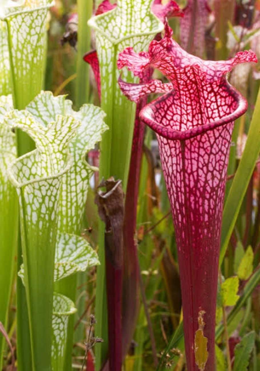 Sarracenia purpurea Монтана
