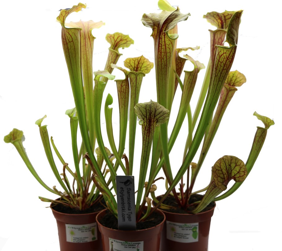 Саррацения непентес