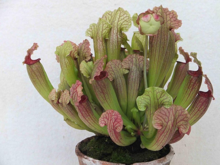 Sarracenia leucophylla