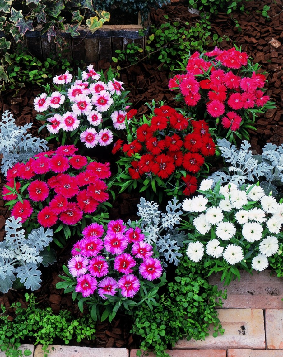 Георгина бордюрная (border Dahlia