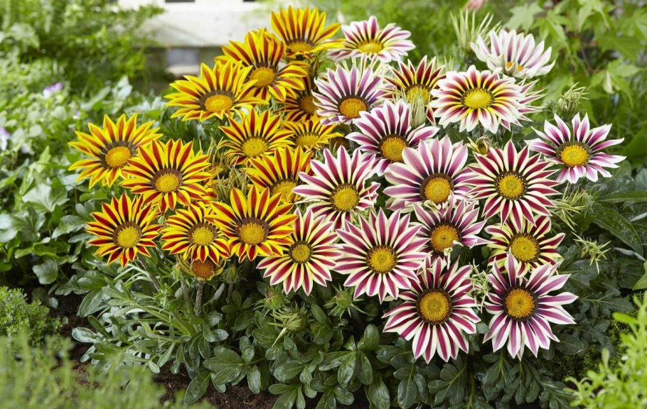 Бархатцы Мимимикс