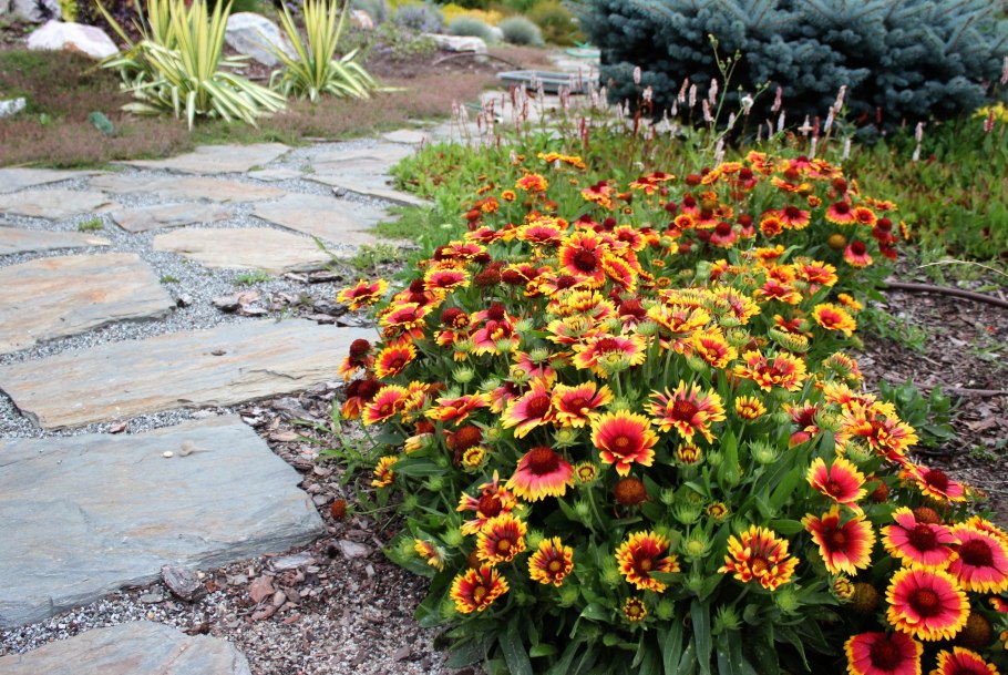 Армерия Приморская