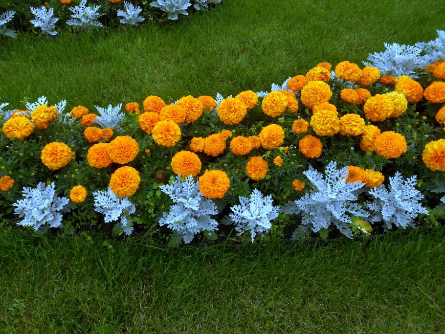 Хоста клумба цветы многолетники