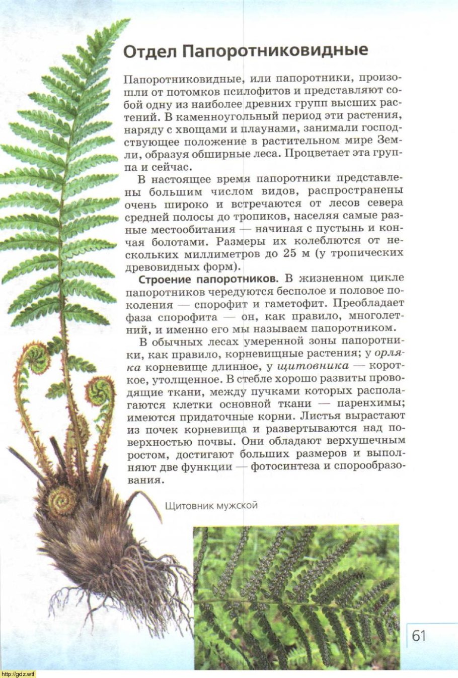 Жизненный цикл папоротника щитовника мужского