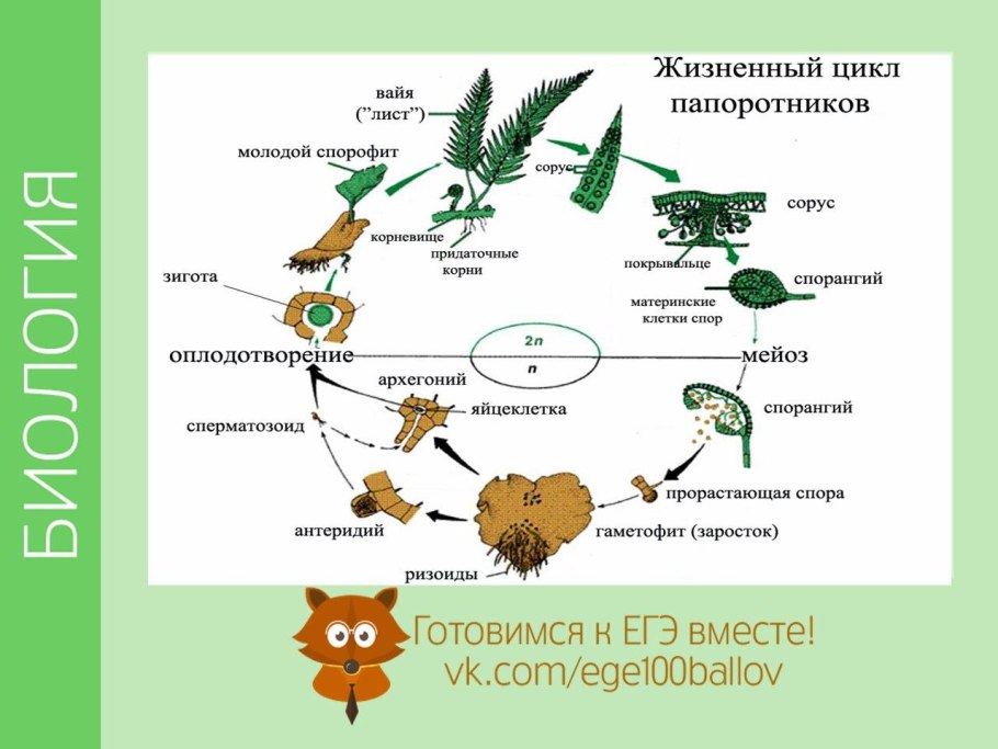 Цикл размножения папоротников